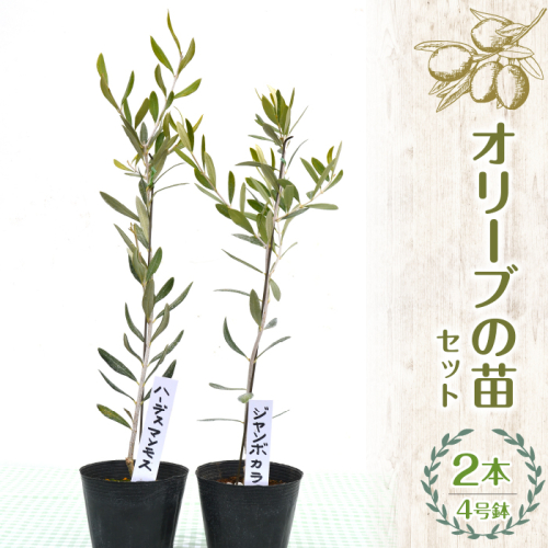 【ハーブショップYOU'樹】オリーブの苗セット 4号鉢 2本 SWBE001　※沖縄、離島配送不可