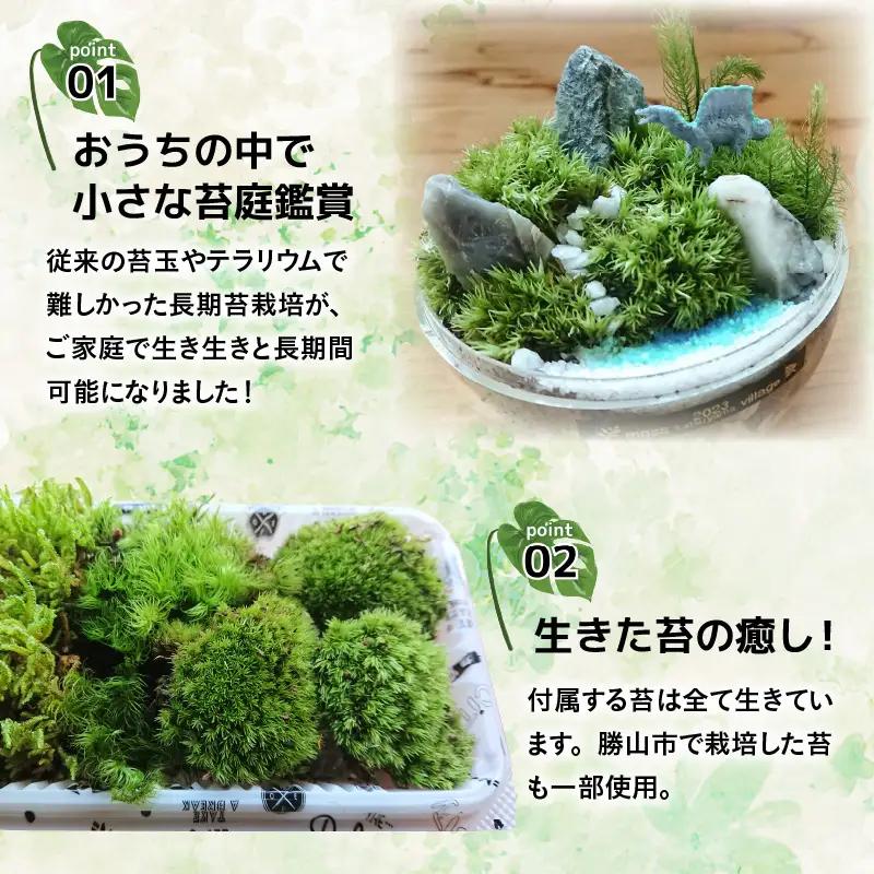 ジュラリウム 手作りキット 恐竜 苔 天然石 [B-070001]