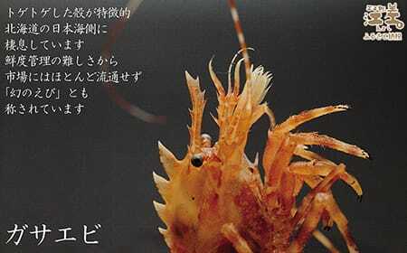 《漁獲があり次第順次出荷》北海道産 「幻のえび」希少な天然ガサエビ 500g　引き締まった身肉と飽きのこない旨味 濃いエビの味が楽しめます！　国産　江差近海産　天然もの　エビかご漁師直送　最良品厳選　