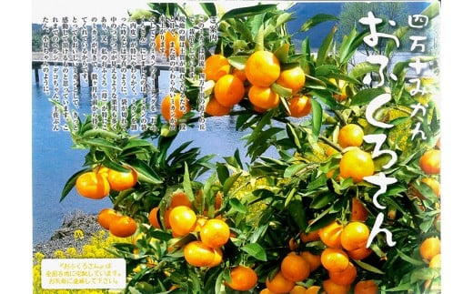 
            おふくろさん® (温州みかん) 3kg
          