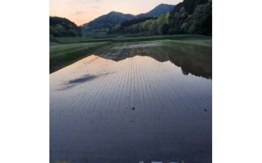 【令和7年産米】有機たい肥で育てた門外不出のコシヒカリ10ｋｇ 精米 白米 10kg 5kg 国産 ごはん 人気 おすすめ  三重県 多気町 NK-02