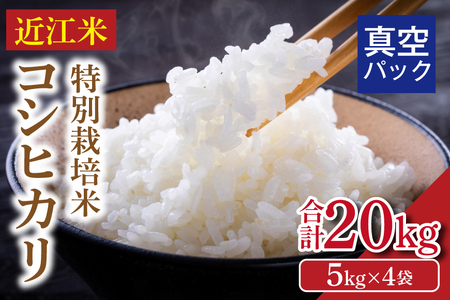 【令和8年】先行予約  近江米『コシヒカリ』　特別栽培米　20キロ（5キロ×4袋　真空梱包）