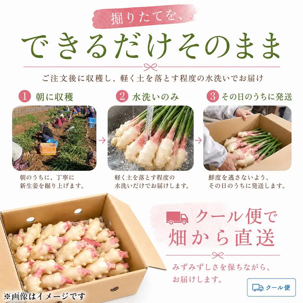 新生姜 3kg 水洗いのみ【R01773】