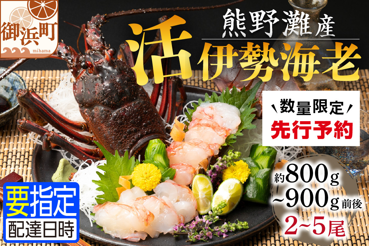 
            文恵丸水産の熊野灘産活伊勢海老　黒潮コース 2～5尾 約800g～900g前後【魚介 伊勢海老 伊勢えび 海老 えび 活き 三重県 御浜町】
          