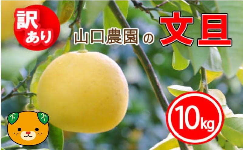 
                  訳あり 文旦 10kg ぶんたん みかん 蜜柑 果物 柑橘 フルーツ ミカン 産地直送 国産 農家直送 期間限定 数量限定 特産品 傷 シミ サイズミックス ジャム マーマレード ピール ふるさと納税 柑橘 手作り お菓子 サラダ 旬の果物 ジュース ゼリー ビタミン 美容 健康 愛媛県 愛南町 山口農園 
                