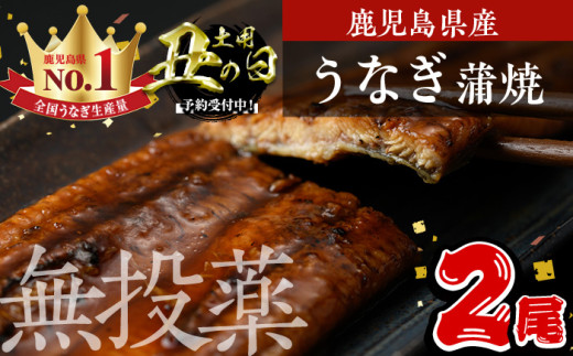 ＜丑の日先行予約受付中！＞鹿児島県産うなぎ蒲焼 (1尾あたり136g～155g×2尾、タレ・山椒付き) 鰻 かばやき 冷凍【西日本養鰻】A582-U