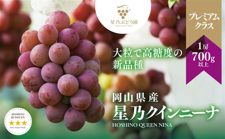 【三つ星】プレミアム星乃クインニーナ 数量限定 1房(700g)【配送不可地域：離島・北海道・沖縄県】