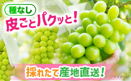 【9月発送】シャインマスカット 約1.5kg（2房）＜濱﨑農園＞[CGN005]