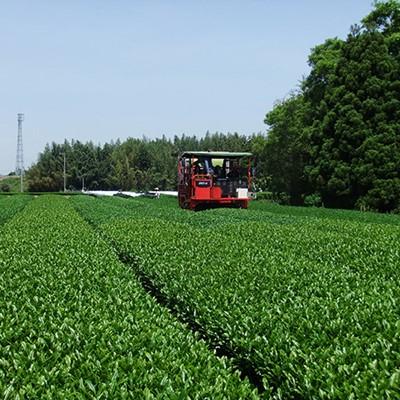 ふるさと納税 合志市 工藤製茶工場　蒸製深蒸玉緑茶　2本セット |  | 02