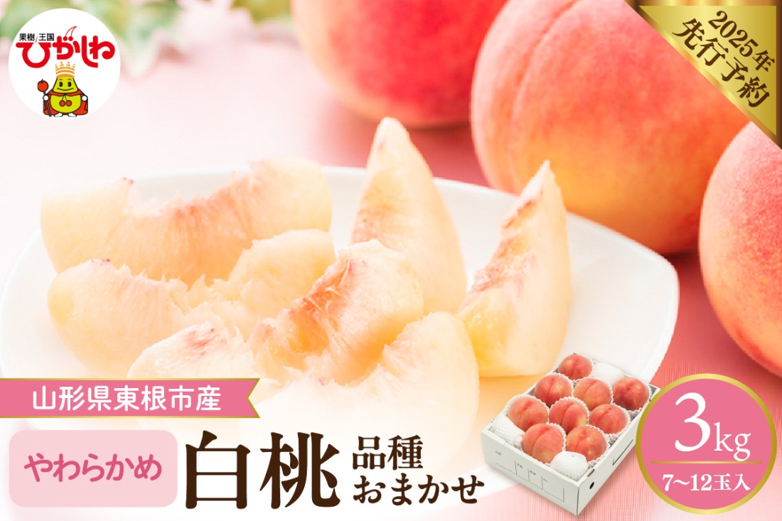 【2025年 先行予約】2025年産　やわらかめの白桃 約3kg (品種おまかせ7～12玉入) 山形県 東根市　hi026-008-2