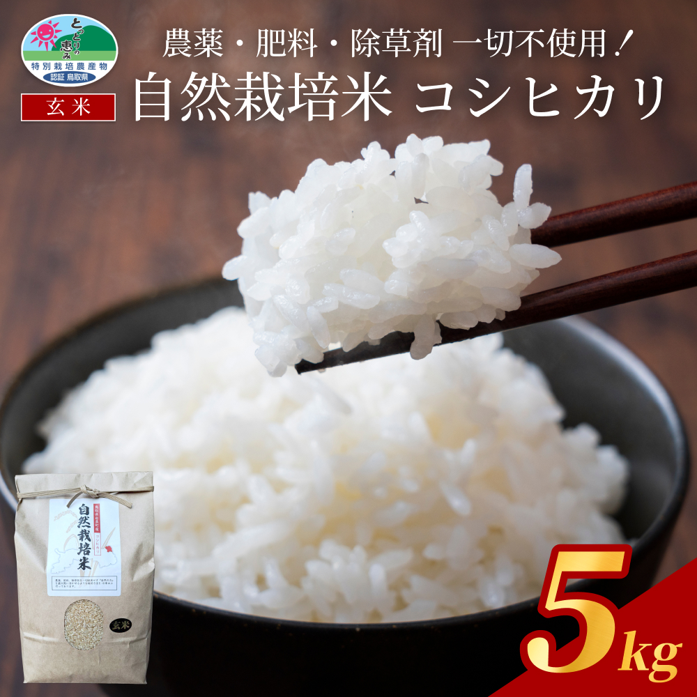 【先行予約】岩美町産自然栽培米こしひかり（玄米）５kg｜鳥取 岩美 お米 こめ 玄米 無農薬 無肥料 早期予約【31009】