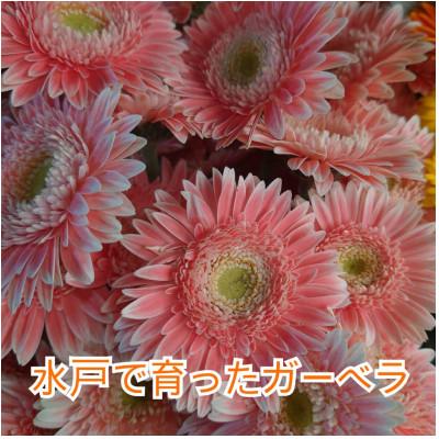 ふるさと納税 水戸市 産地直送カラフルガーベラ20本セット |  | 02