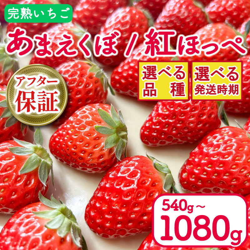 【ふるさと納税】 いちご 紅ほっぺ あまえくぼ 選べる 品種 容量 540g / 1080g ( 2パック / 4パック ) アフター保証 選べる 発送時期 2025年 1月〜 / 3月〜 期間限定 人気 春 ケーキ デザート ギフト 贈り物 贈答 イチゴ 苺 ストロベリー 徳島県 吉野川市 あんいちご園