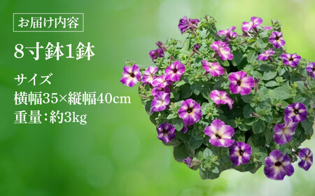 【4月末より順次発送】 サフィニア ブルーモーメント 鉢花　/ 瑞浪市 中山園芸 花 お花 お祝い 鉢植え 生花 ギフト プレゼント フラワー[AZDC008]