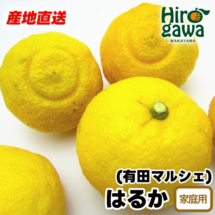 【ふるさと納税】【先行予約】 【人気柑橘】 有田 育ちの はるか みかん（訳あり 家庭用） ※2026年1月下旬～2026年3月下旬に順次発送 ※北海道・沖縄・その他離島地域は発送不可 / 蜜柑 柑橘 果物 フルーツ くだもの 果実 国産 和歌山 //dekopon