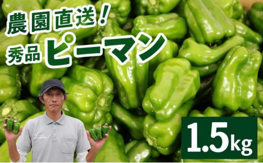 秀品 ピーマン 1.5kg |  国産 野菜 やさい 新鮮野菜 旬 産地直送 農園直送 お取り寄せ おかず 食品 食材 炒め物 肉詰め サラダ 天ぷら BBQ バーベキュー お弁当 大容量 高知県 南国市