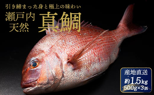 
            瀬戸内産 天然真鯛 約1.5kg（500g×3匹/鱗・内蔵処理）/ 鯛 天然鯛 真鯛 天然 鮮魚 下処理済 瀬戸内 広島県 三原市　154001
          