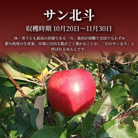 【青森直送 季節の味覚をお届け!】サン北斗(幻のサン北斗)3個入×5箱(贈答用)青森産 産地直送【配送不可地域：離島】【1700973】