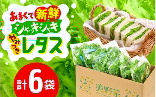 レタス6袋【農薬不使用】新鮮シャッキシャキレタス 低カリウムレタス&フリルレタス6個セット【野菜 生野菜 レタス サラダ サンドイッチ お弁当 水耕栽培 洗わず食べられる 時短 付け合わせ ダイエット ヘルシー】お買い物マラソン 買い回り [m40-a004]