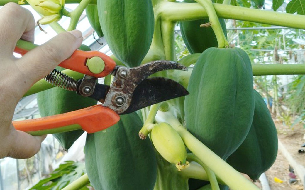 【12ヶ月定期便】乾燥パパイヤの茎 50g（約20本-30本）×6セット