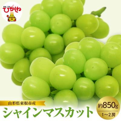 ふるさと納税 東根市 【2026年産】東根市産 シャインマスカット 約850g (1〜2房) hi074-016