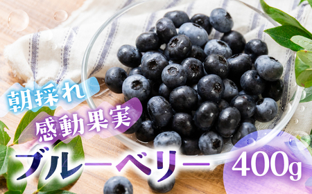 生ブルーベリー 400g 贈答用 国産 ブルーベリー