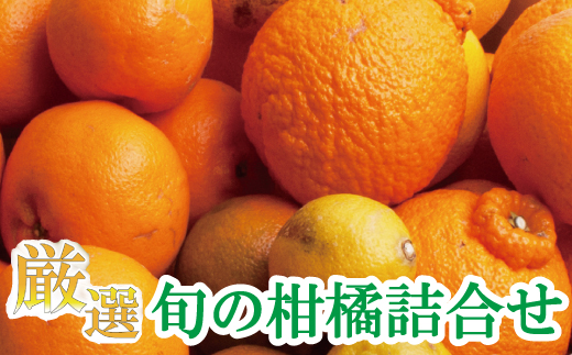 ＜1月より発送＞厳選 柑橘詰合せ 7.5kg+250g（傷み補償分）【有田の春みかん詰め合わせ・フルーツ詰め合せ・オレンジつめあわせ】【光センサー選別】/ 和歌山 おすすめ 果物 フルーツ 柑橘 ふるーつ みかん【ikd042D】 