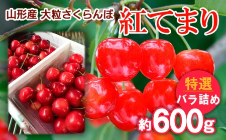 山形産 大粒さくらんぼ 紅てまり 特選 バラ詰め 約600g 【令和7年産先行予約】FS24-637くだもの 果物 フルーツ 山形 山形県 山形市 2025年産