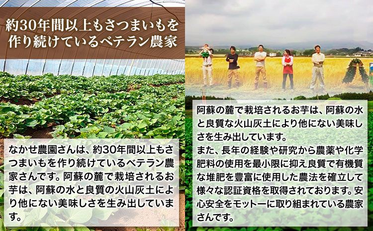 芋 熊本 県 大津 町産 なかせ 農園の蔵出しベニーモ 選べる 約 1.5kg (大中小サイズ不揃い)《1-5営業日以内に出荷予定(土日祝除く)》 さつま いも さつま芋 芋 紅 はるか スイート ポ