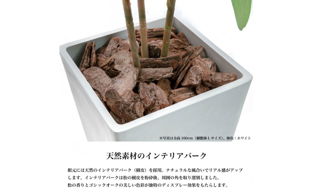 人工観葉植物 カポック斑入り 185cm 樹脂鉢Lサイズ白 SC触媒加工済