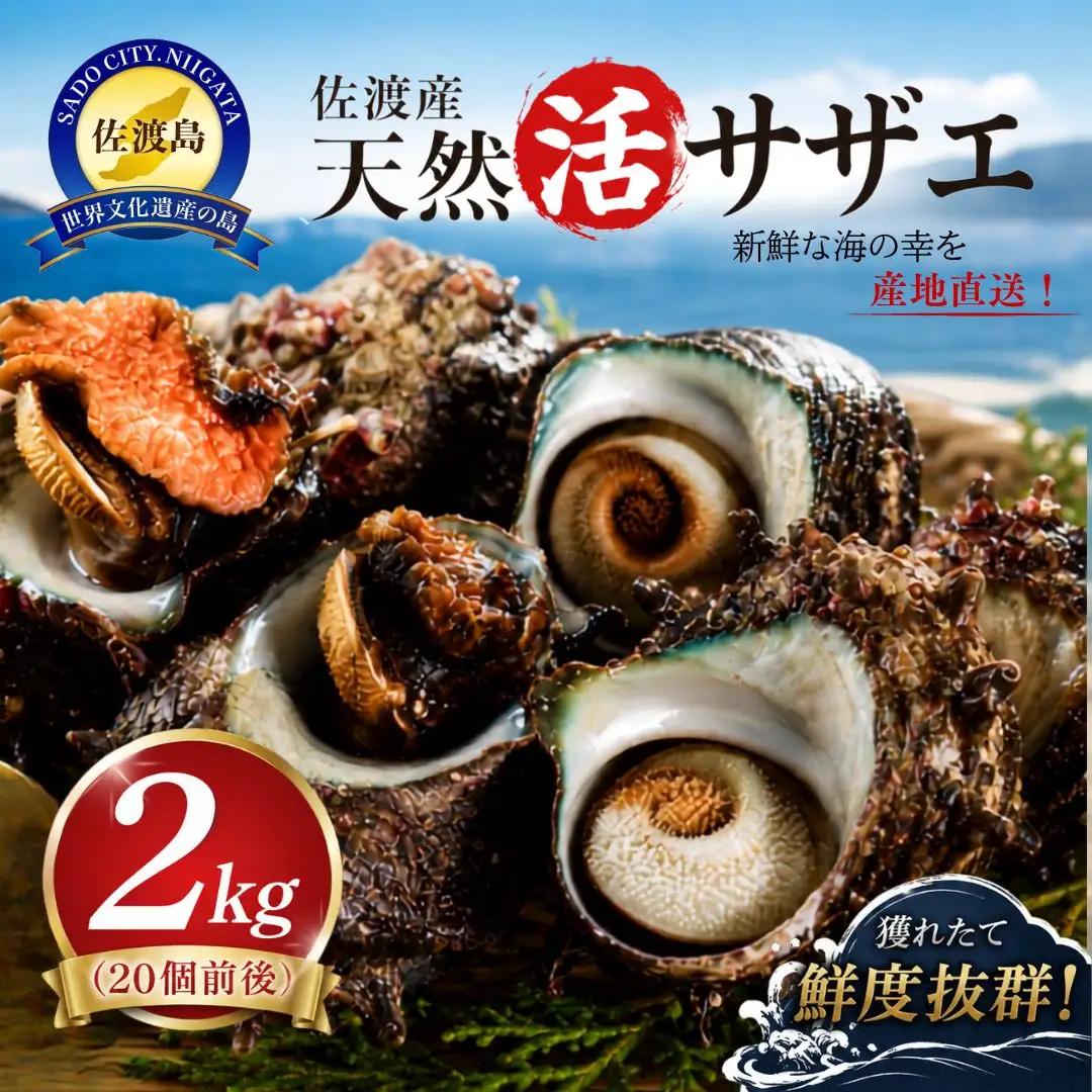 サザエ 佐渡産 天然活 2kg 20個前後 | 新潟県 サザエ
