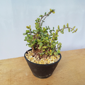 ケラリア・ピグマエア (発根管理済) A008｜観葉植物 コーデックス 盆栽 鉢植え インテリア ハコネコ [0661]