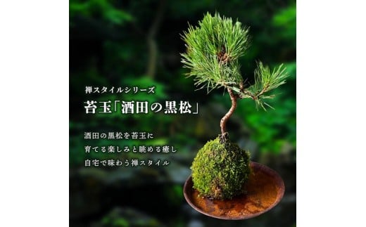 禅スタイルシリーズ　苔玉 「酒田の黒松」 SL0203