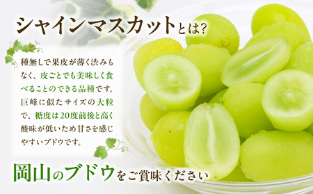 【2026年発送分　先行受付開始！】びぜん葡萄「シャインマスカット」（ハウス栽培）約2kg入（令和8年8月中旬～9月中旬頃発送）【 岡山県備前市産 シャインマスカット ハウス栽培 約2kg （3～5房