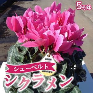 【先行予約】厳選シクラメン鉢 ”シューベルト”【花・シクラメン・鉢】※北海道への配送不可 ※2025年11月下旬～12月下旬頃に順次発送予定