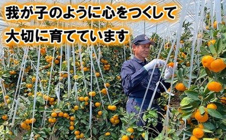 【期間限定発送】今村農園のハウスみかん 約5kg【秀品】 2025年 7月 夏 発送 期間限定 ＜107-008_7＞