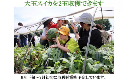 【数量限定】富里スイカオーナー権（１株）ふるさと納税 スイカ オーナー 大玉スイカ 千葉県 富里市 TMA001