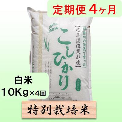 ふるさと納税 池田町 【毎月定期便】4ヶ月【令和7年産】特別栽培米10kg【白米】(コシヒカリ)全4回
