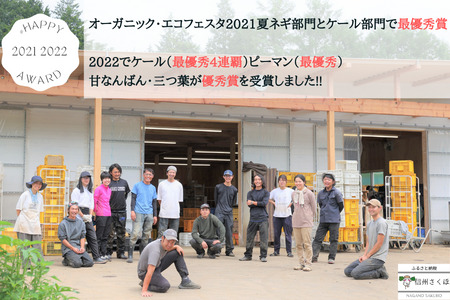 定期便　６カ月　信州北八ヶ岳からお届け～ちいさな畑セット～（Lサイズ　３～４人前）有機野菜〔NK-02-6〕