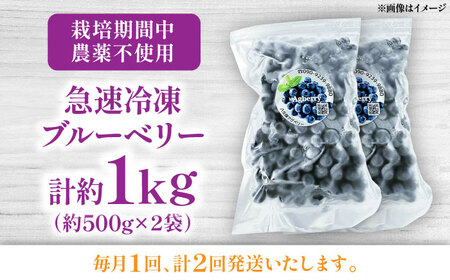 【全2回定期便】青い宝石 国産 急速冷凍ブルーベリー 計約1kg（約500g×2袋） 果物 くだもの フルーツ ぶるーべりー 熊本県 菊陽町【アグファーム株式会社】[BHCX010]