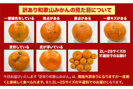 みかん 訳ありみかん 約5kg 2026年出荷