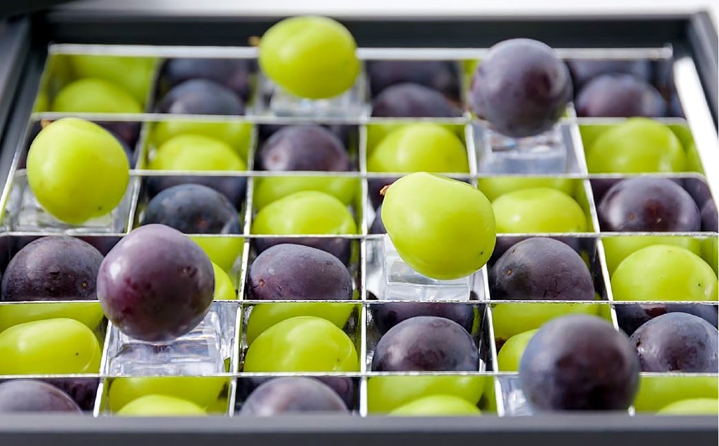 
            ぶどうの宝石箱（シャインマスカットとニューピオーネ又はオーロラブラック）36粒（1粒14g以上）1箱 贈答用 ぶどう 葡萄 ブドウ マスカット セット 詰め合わせ フルーツ 果物 【2026年8月下旬～9月下旬まで順次発送予定】
          