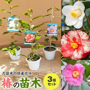 【2026年11月以降お届け】久留米の特産花卉 椿の苗木3種3本セット（椿2年生苗/高さ30cm前後）_苗木 椿 3種 セット 久留米の特産花卉 最小白花 正義 太郎冠者 産地直送 秋～春 開花 一重咲 八重咲 鑑賞 育て方 説明書付き  鉢植え 植え付け 花 庭 園芸 ガーデニング 久留米つばき研究会 特産品 福岡県 久留米市 お取り寄せ 送料無料 〔Hf026〕