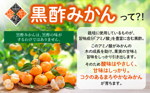 【2026年11月中旬頃～12月頃配送予定】プレミアム黒酢みかん 約5kg (M / Lサイズいずれか ) のし対応 温州みかん B-910