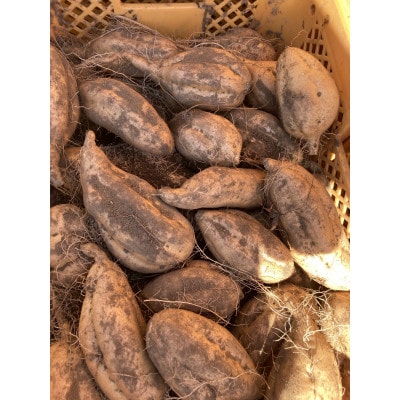 【12月より順次発送予定】山一ファーム 熟成 さつまいも 5kg 食べ比べセットC 紅はるかと安納芋【配送不可地域：離島・沖縄県】