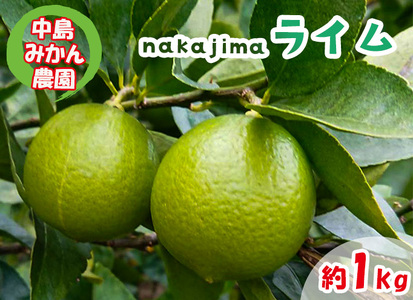  【順次発送中】ライム 1kg 中島みかん農園｜柑橘 果汁酸味 果物 くだもの 果実 国産 フルーツ 有名 愛媛 松山 瀬戸内 ビタミン 美味しい 生産者 直送 産直 無添加 ライムサワー ジュース チューハイ【NM021】