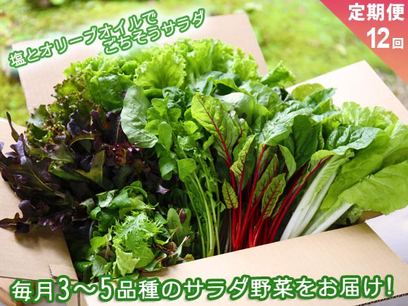 
            【定期便 全12回】サラダ野菜セット～3～5品種を毎月お届け～　お野菜セット サラダ野菜セットの定期便 12ヶ月 毎月1回 お届け 新鮮 採れたて 産地直送 3～5品種 フレッシュ 健康 美味しい 瑞々しい 熊本県 阿蘇市
          