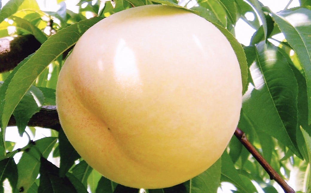 【ロイヤル】岡山白桃6玉入り（1玉240g以上)