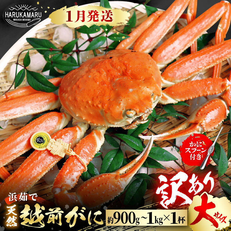 【ふるさと納税】【先行予約】【訳あり】≪浜茹で≫ 天然 越前がに 大サイズ × 1杯 かにスプーン付き 【2027年1月上旬以降順次発送予定】 はるか丸厳選！【足折れ】【冷蔵 本場の味 ボイル 越前ガニ 蟹 茹で ずわいがに ズワイガニ 福井 日本海】[m36-x006_01]
