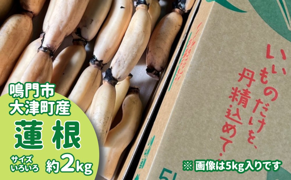 
                  【予約受付中・2026年8月中旬頃より順次発送】【訳あり】鳴門市大津町産 蓮根 （不揃い） 約2kg【数量限定】 れんこん 天ぷら きんぴら
                